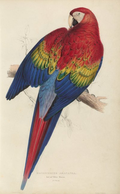 Illustrationen der Familie der Psittacidae oder Papageien, Tafel 7 von Edward Lear